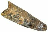 Fossil Spinosaurus Tooth - Feeding Worn Tip #348628-1